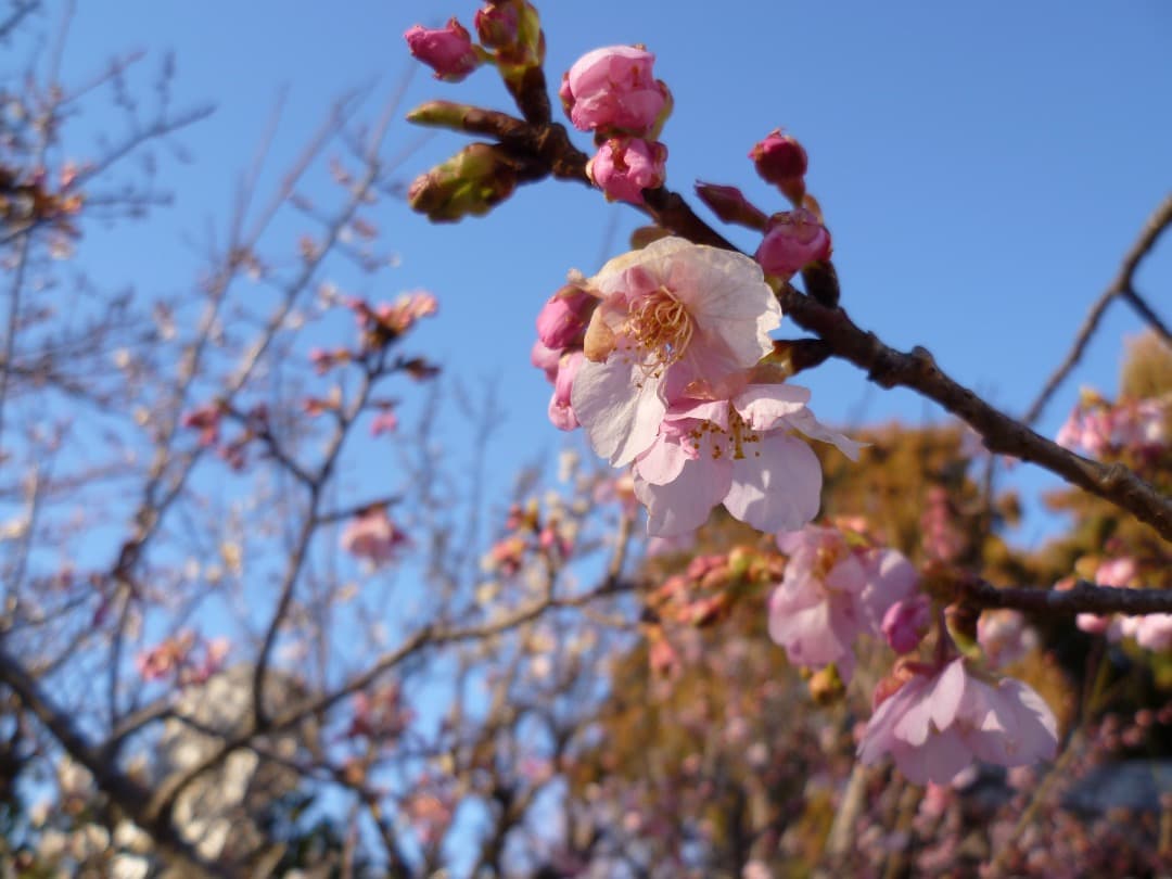 実写良⭕️美品【動作確認済】LUMIX DMC-FH1